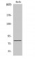 Tau Polyclonal Antibody